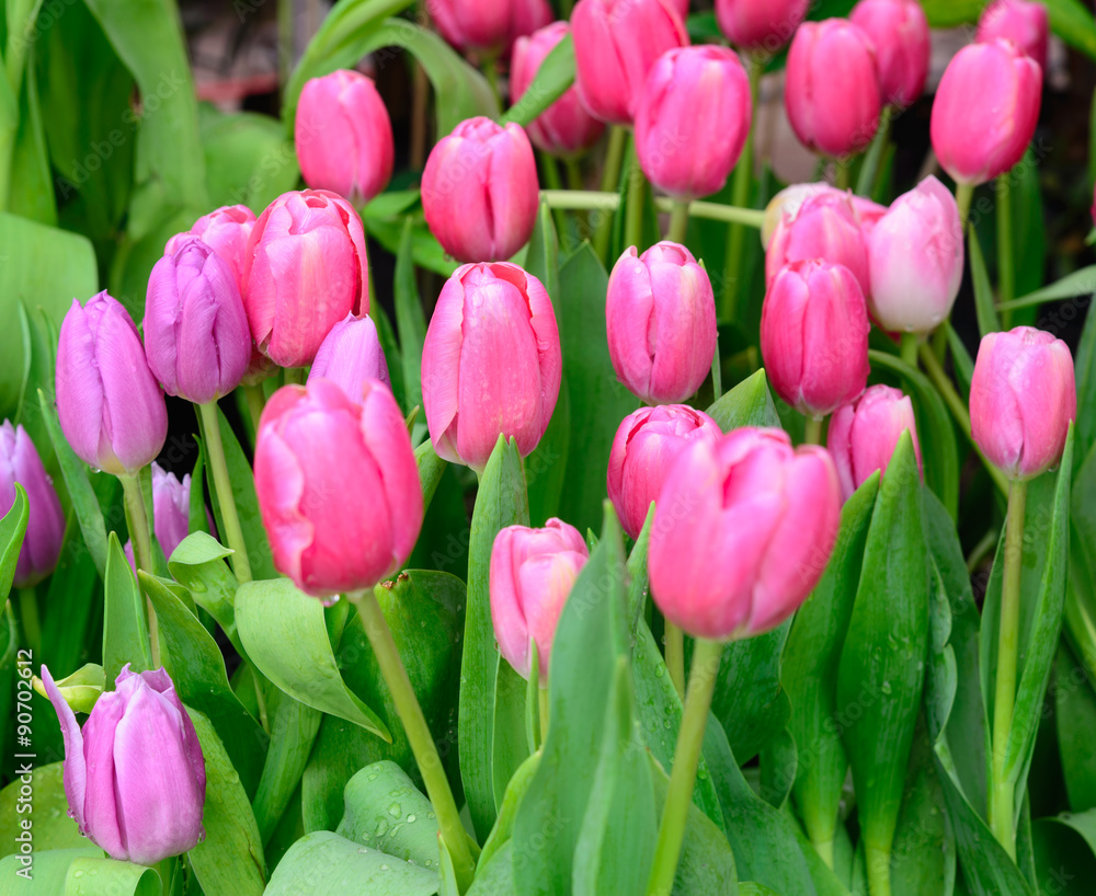 Fresh colorful tulips