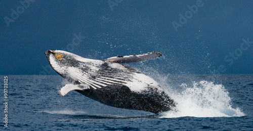 Jumping humpback whale over water. Madagascar.