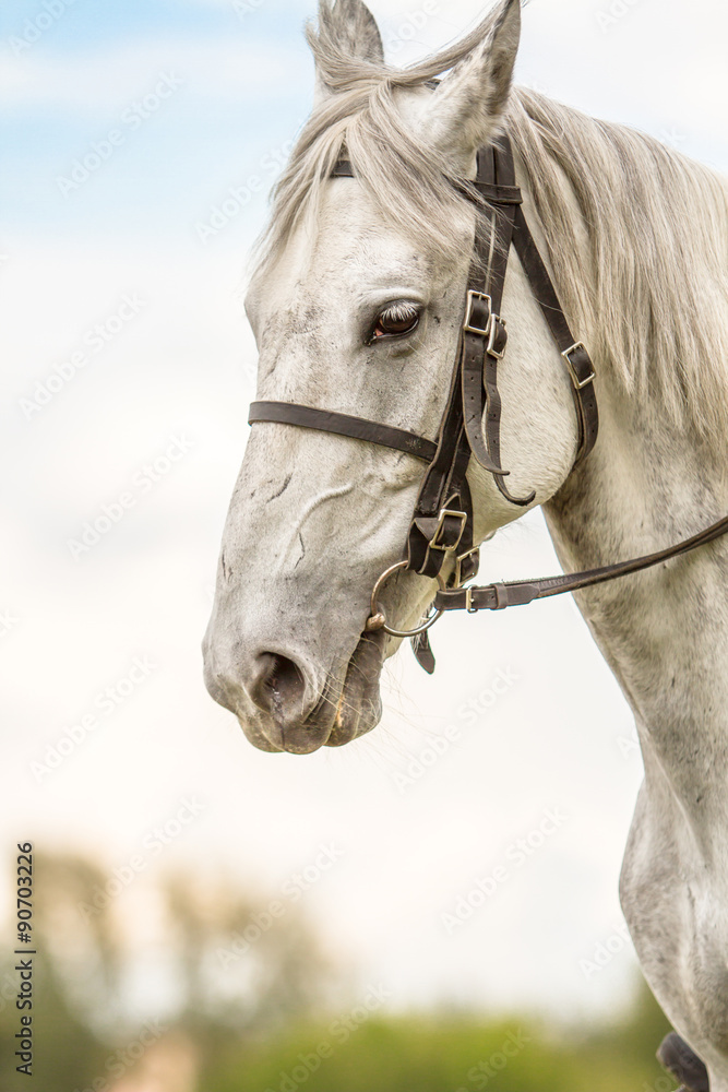 Obraz premium White thoroughbred horse, horse head,