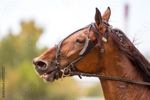 Fototapeta Naklejka Na Ścianę i Meble -  brown thoroughbred horse, horse head