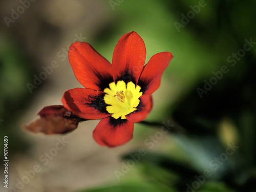 Sparaxis tricolor flower blossom.