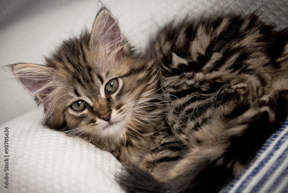 Cute tabby kitten