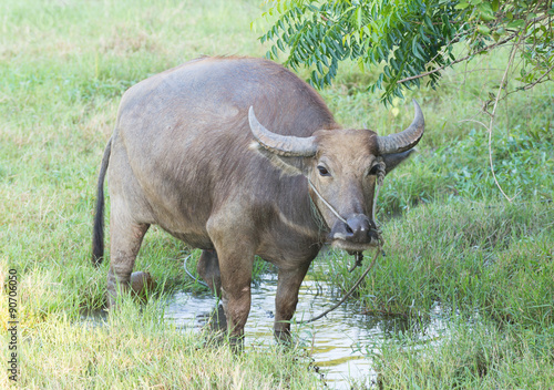 buffalo in grass meadow