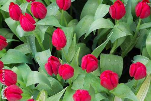 Fresh colorful tulips