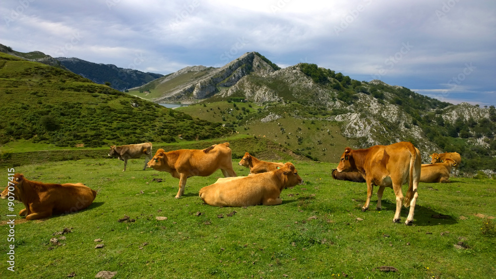 Fototapeta premium Cows in a pasture at Covadonga Lakes in Picos de Europa, Asturias - Spain