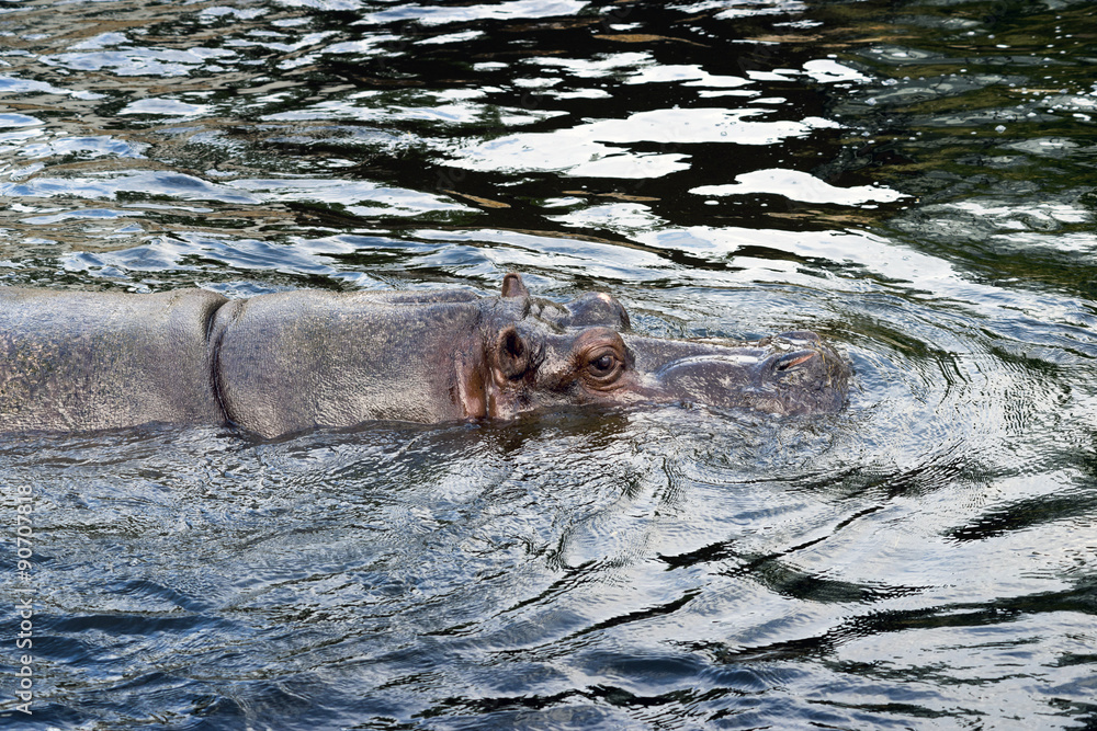 Fototapeta premium hippo swimming