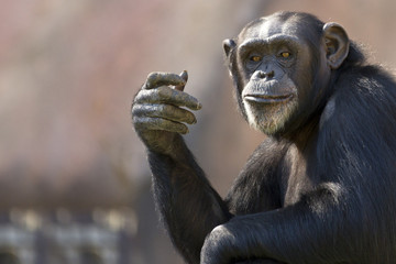 Fotobehang Aap Komische chimpansee met handgebaar  © Patrick Rolands