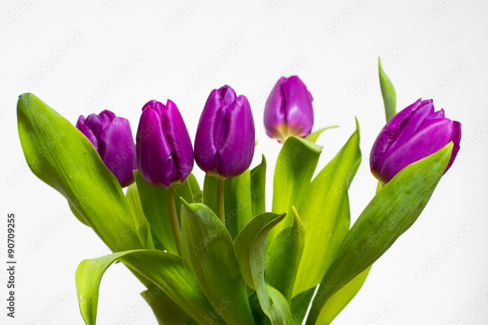 tulipany - obrazy, fototapety, plakaty 