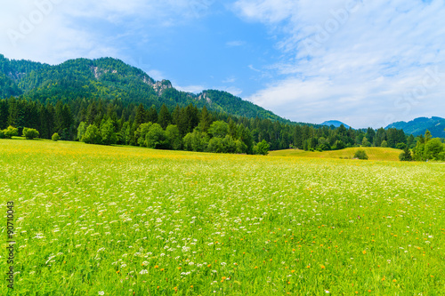 Green meadow with summer flowers in Alps Mountains  Weissensee lake  Austria