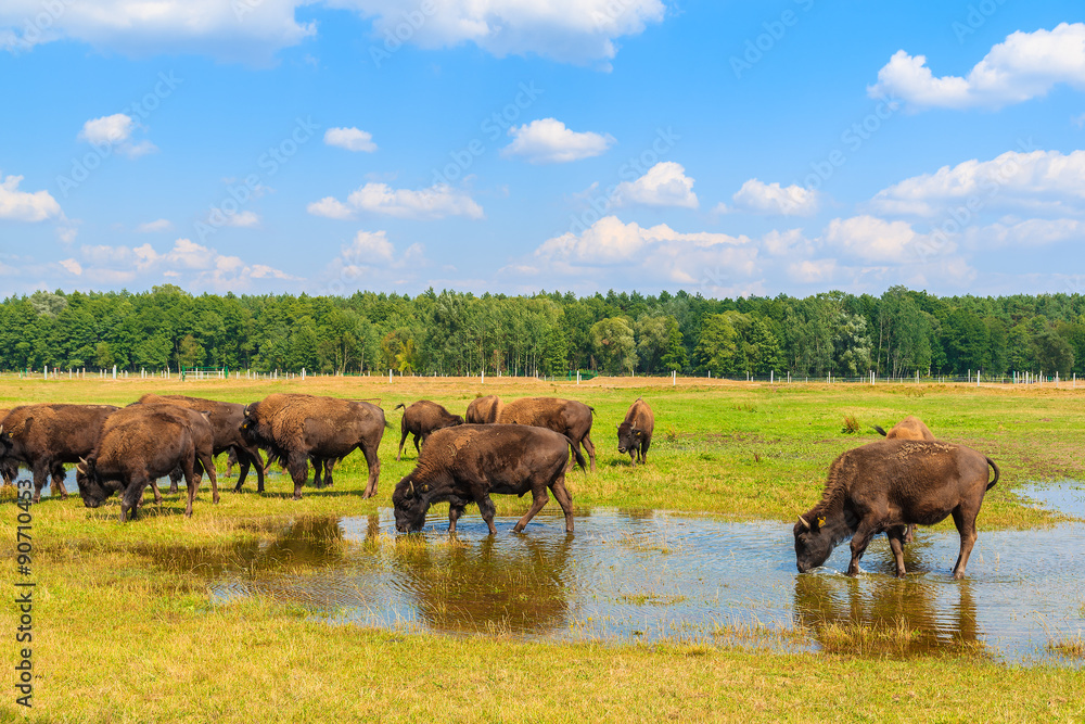 Herd of bison drinking water and grazing on grassland, Poland