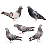 set pigeons isolated on white background