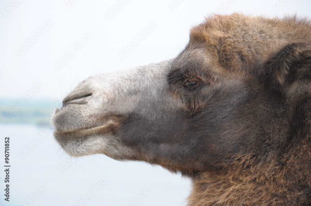 Fototapeta premium head of camel