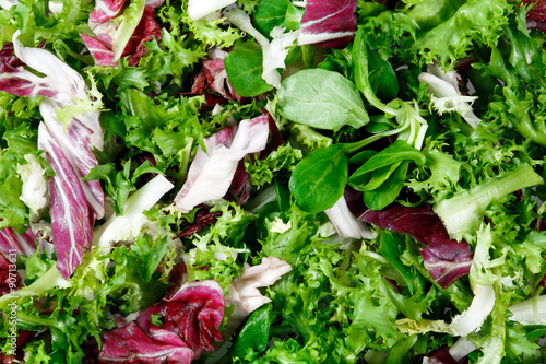 Slika na platnu Mixed salad leaves  frisee, radicchio and lamb's lettuce