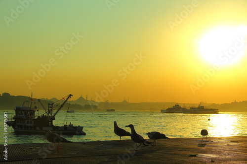 seagulls at golden hour in bosphorus