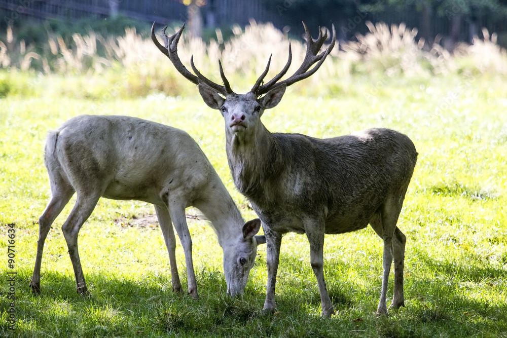 Obraz premium White deer