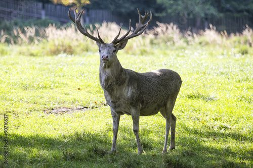 White deer