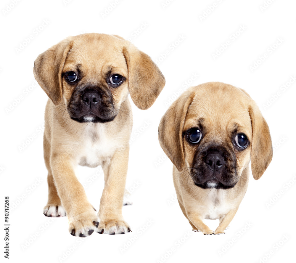 Puppy Puppy