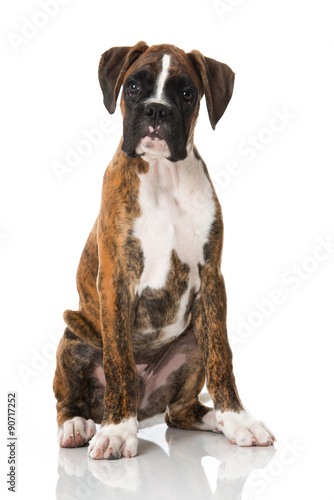 Boxerwelpe