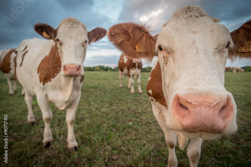 Vaches dans un champ © zigee