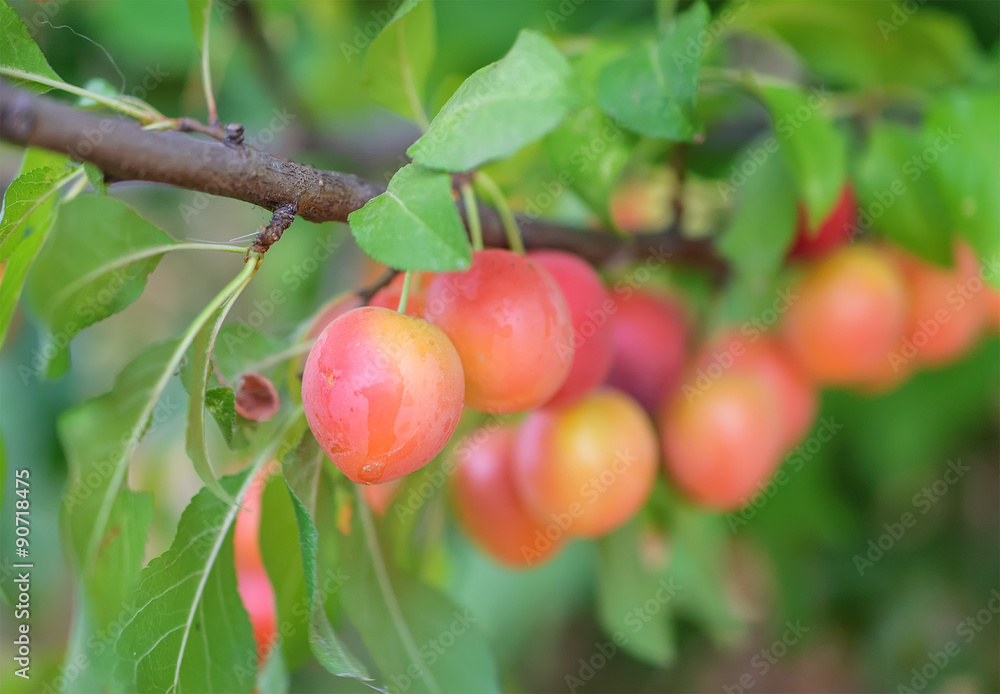 Plum on branch in an autumn garden, selective focus and blur background.