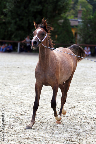 Purebred arabian horse on a foal show