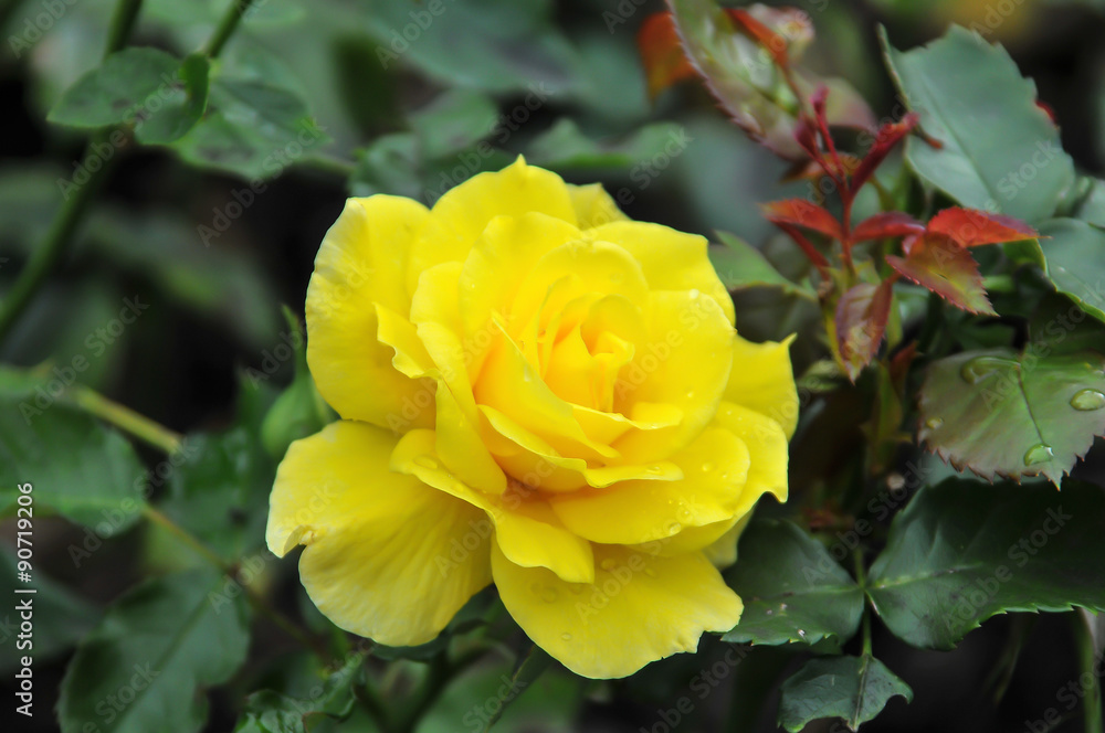 Obraz premium Rosa amarela