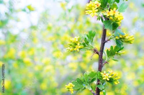 Blur spring blossom background.