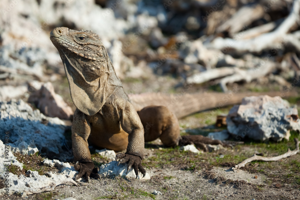 Iguana in Cuba Iguana in Cuba
