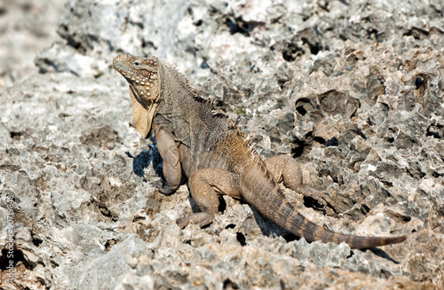 Iguana in Cuba © palino666