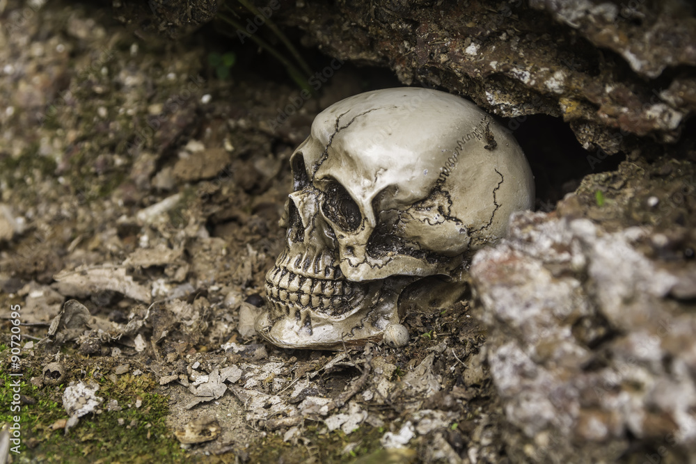 skull or skeleton of human photography skull or skeleton of human photography