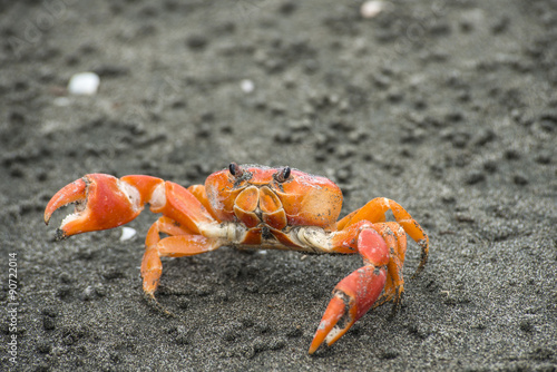 Sally Lightfoot Crab ore Red cliff crab, Ecuador