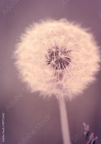 Fototapeta Naklejka Na Ścianę i Meble -  Dandelion seeds
