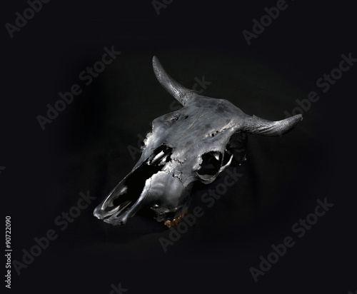 Black bulls skull © Oleksandr Babich