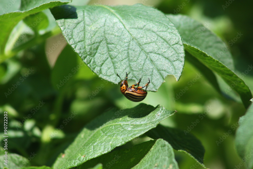 Doryphore,Doryphores,Leptinotarsa decemlineata Doryphore,Doryphores,Leptinotarsa decemlineata