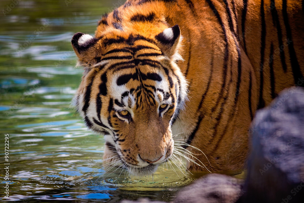 Fototapeta premium Tiger