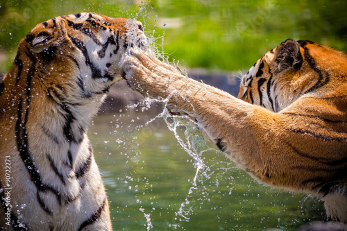 Fototapeta Naklejka Na Ścianę i Meble -  Tigers