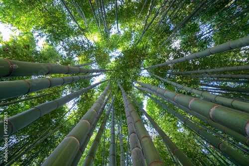 Obraz Bambusowy las, spojrzenie w niebo