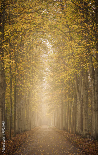 Allee im Herbstnebel