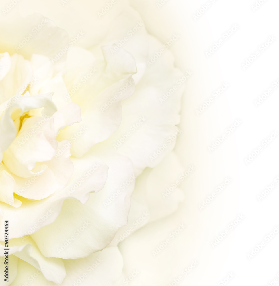 Fototapeta premium Wedding background with petals of white rose