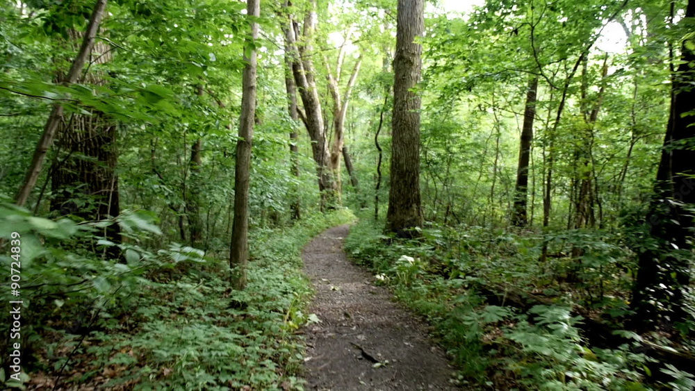 Walking Thru the Forest Steadicam Walking Thru the Forest Steadicam