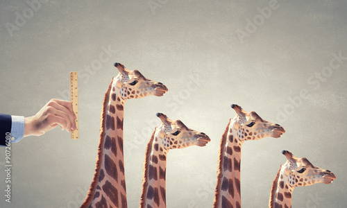 Photography Measuring giraffe