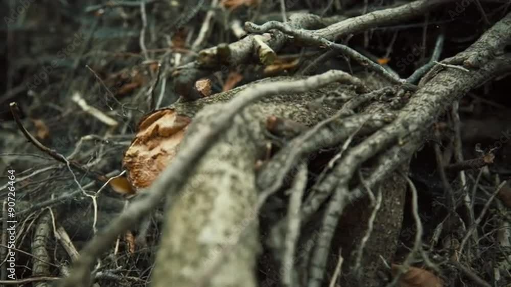 Tangled roots of trees with creepy cobwebs Tangled roots of trees with creepy cobwebs