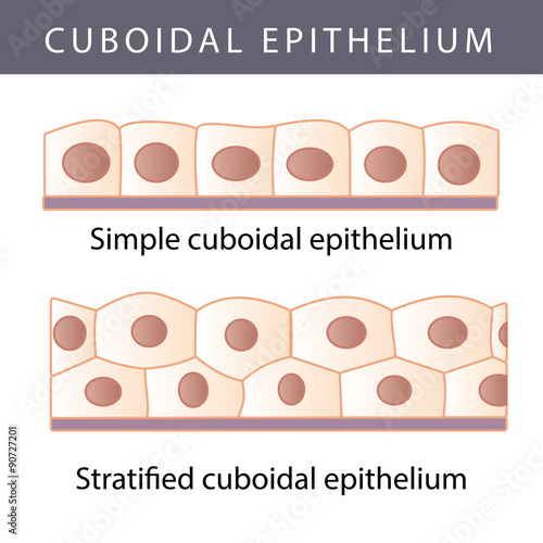 Epithelium