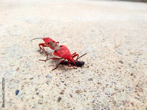 FAMILY PYRRHOCORIDAE AND LARGIDAE: RED BUGS, RED STAINERS, GIANT photo