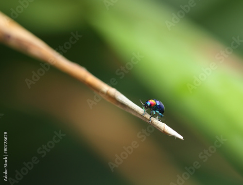 A Beetle perched on a plant leaf. Superfamily Scarabaeoidea, Fam photo