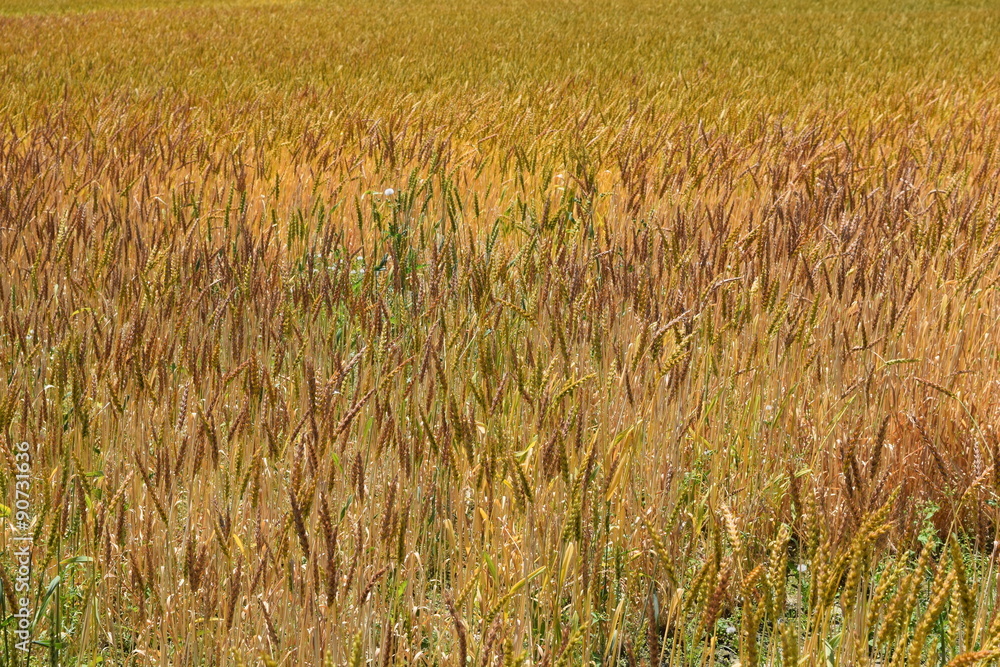 麦畑 山形県の庄内地方で麦畑を撮影した写真です Stock Photo Adobe Stock