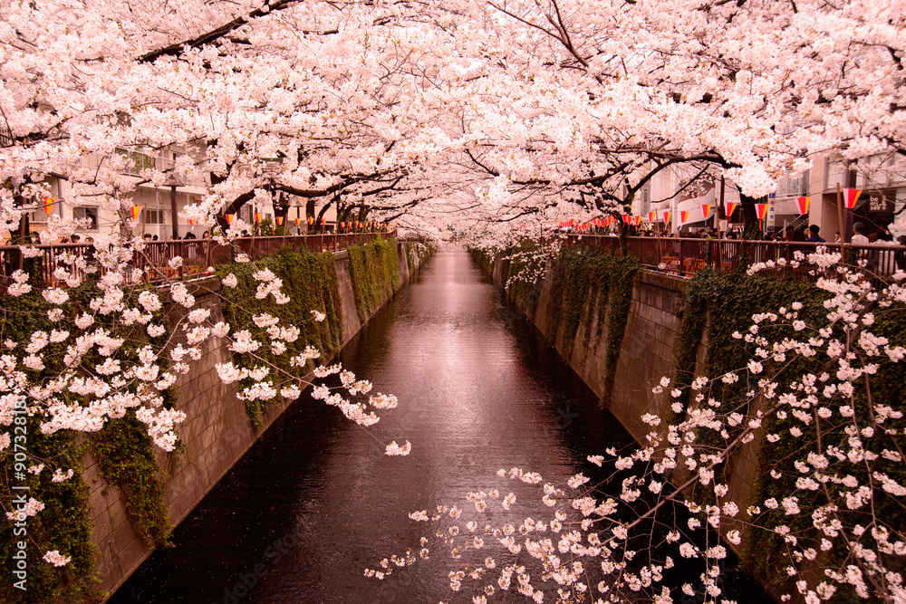 Naklejka premium 目黒川の桜