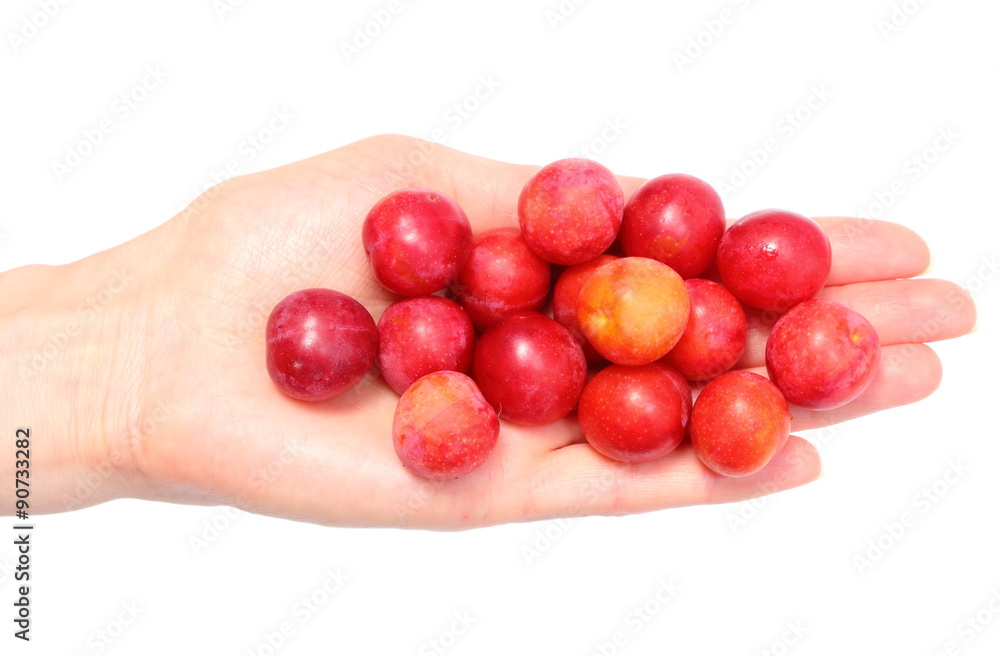 Red mirabelle in hand of woman. White background