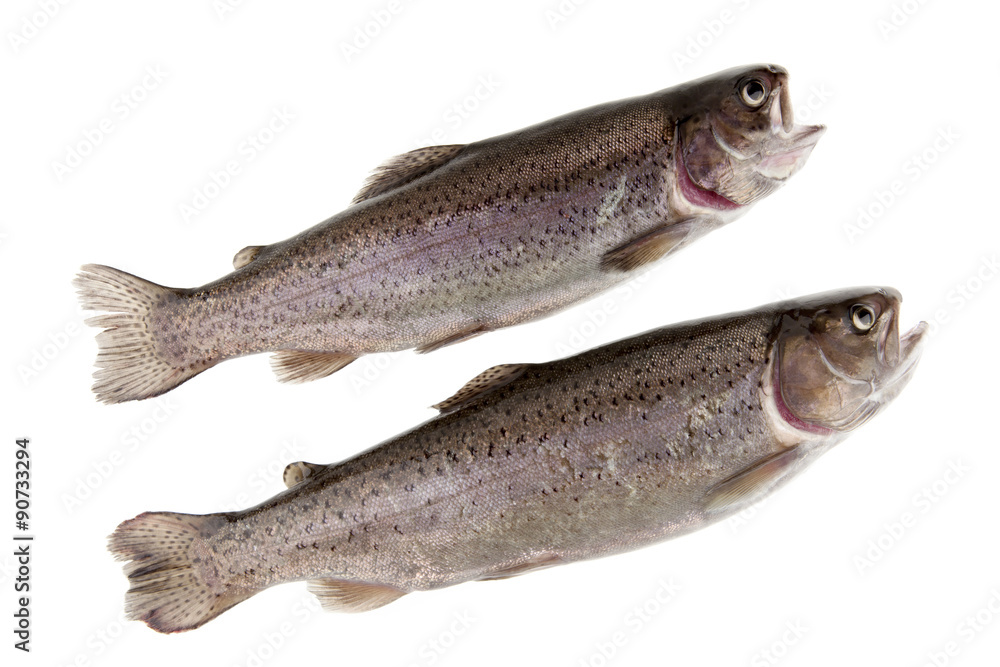 two fish river trout on white background two fish river trout on white background