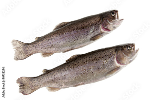 two fish river trout on white background